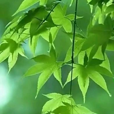 木地板、碳晶板 厂家直销 活性炭墙板