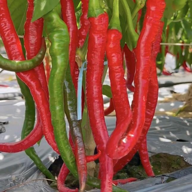 琴姐田园（商品在橱窗）