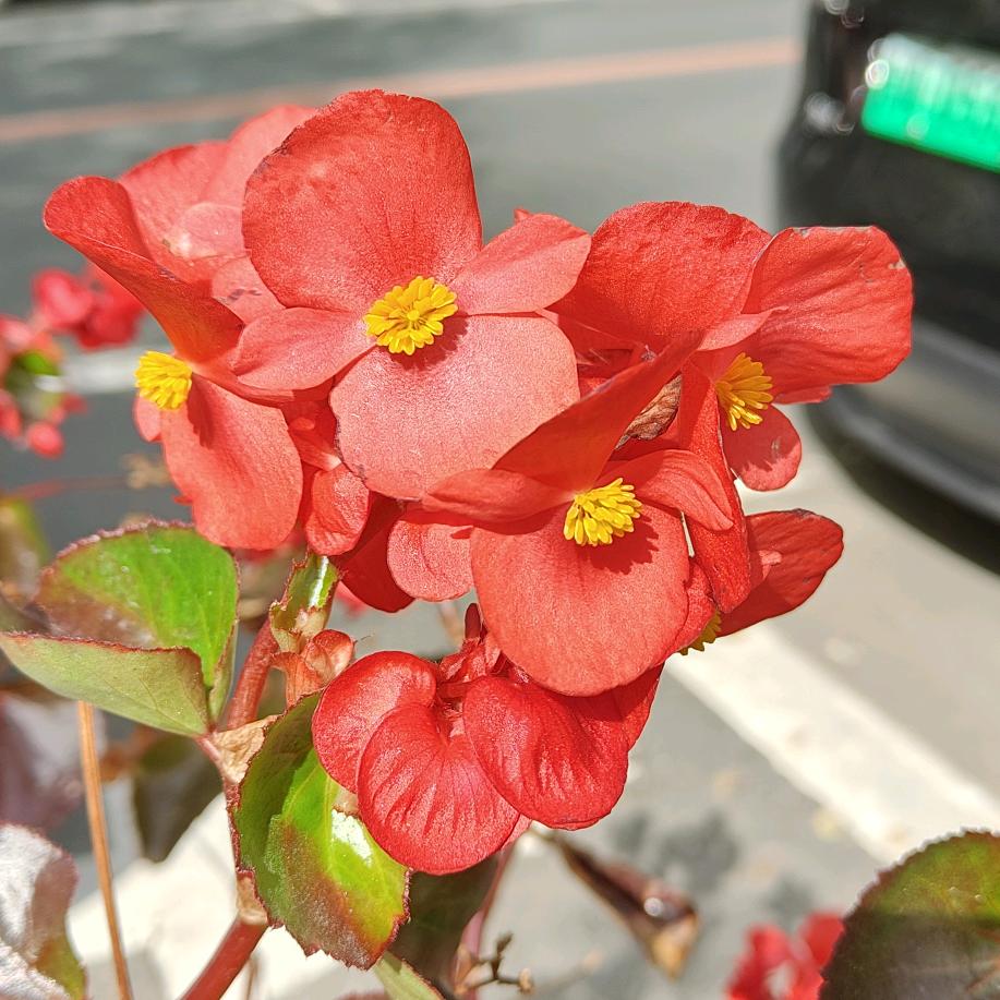 锦瑟无端五十弦