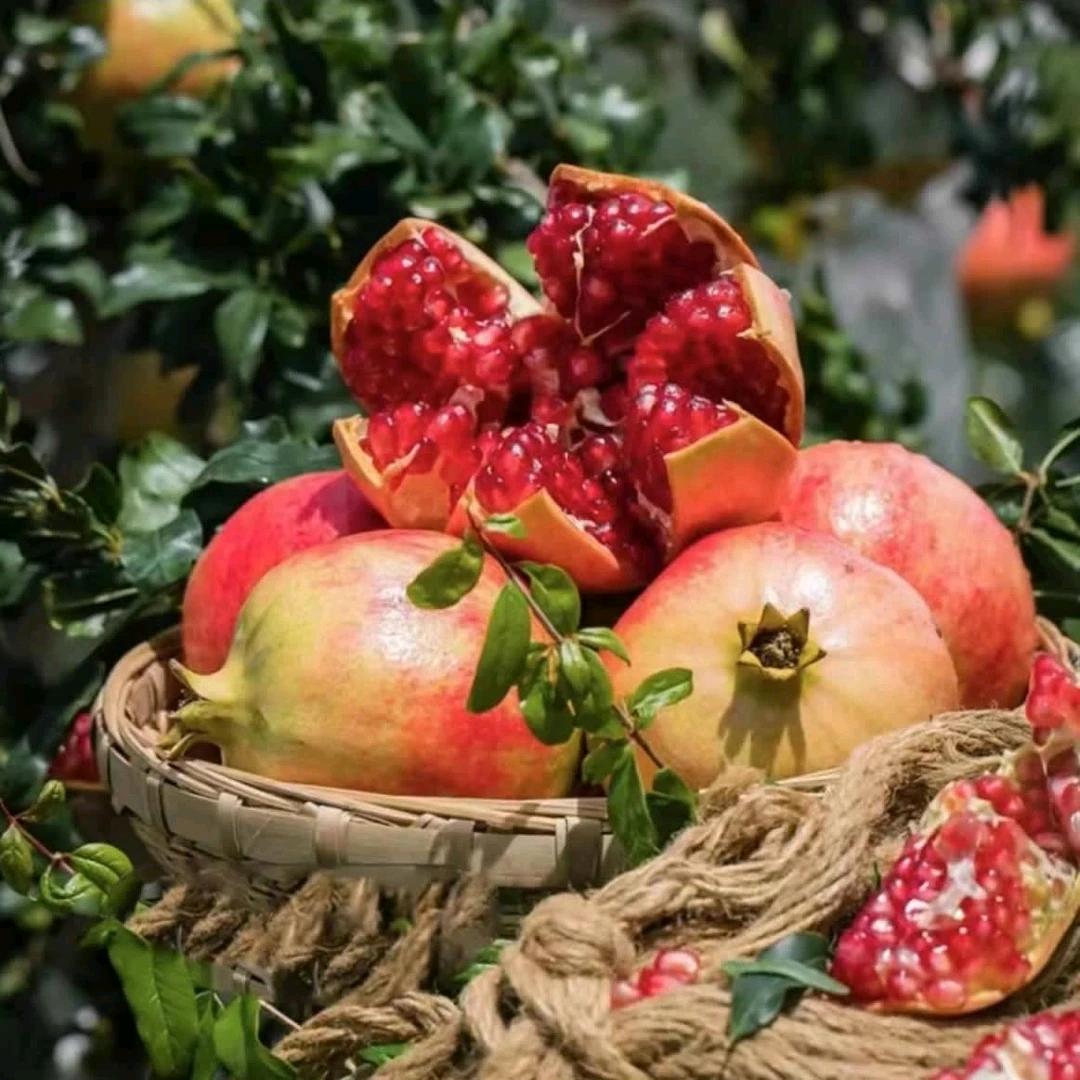 成银苗木花卉基地