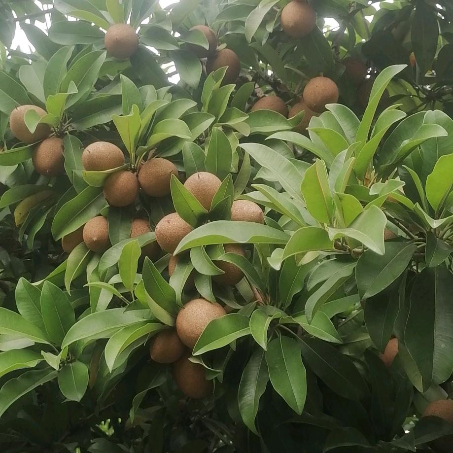 锦绣前程