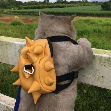 小黄要长命百岁