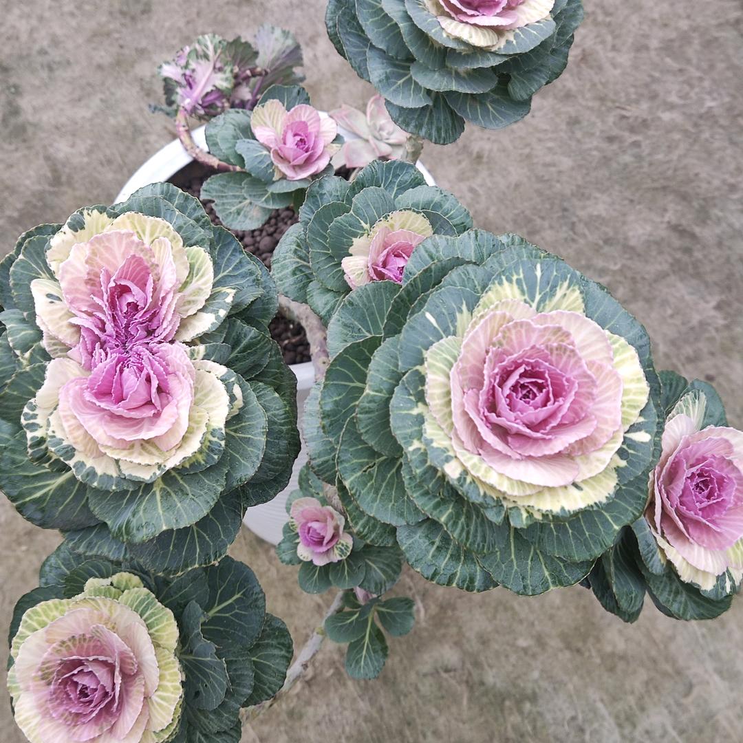 🌲️雨中百合🌴️