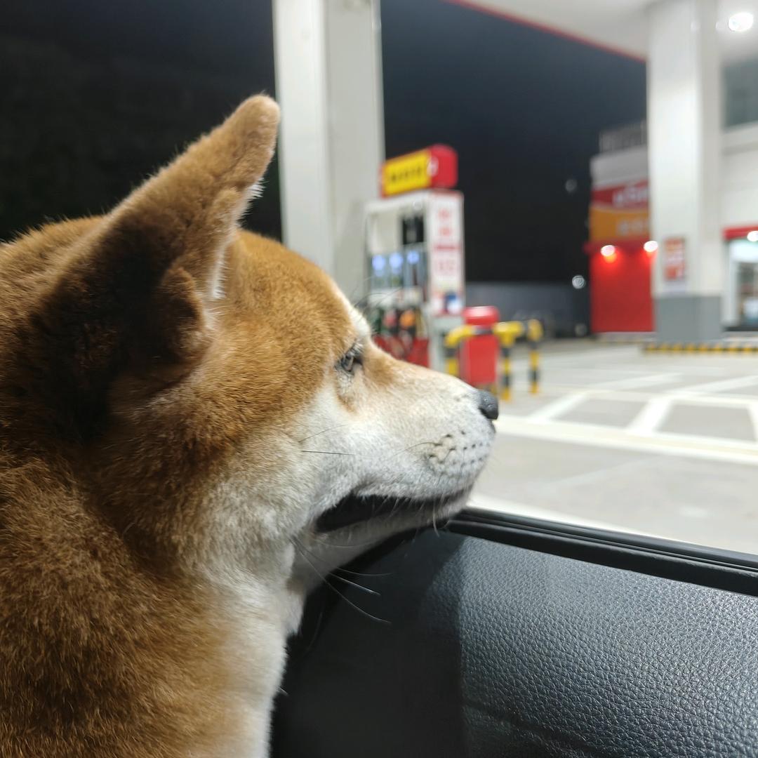 🐶好大鹅🪿