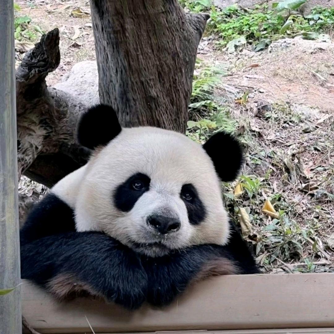 小卓要加油