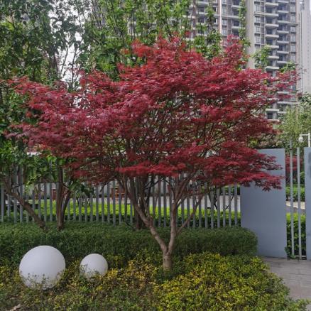 山西省西建公司建筑劳务队