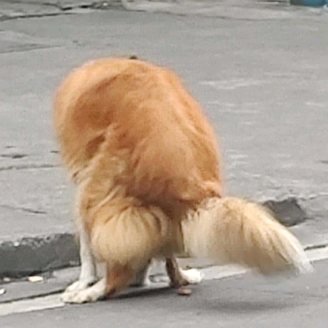 西伯利亚大角龙