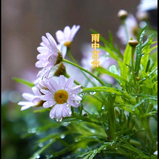 雨中百合
