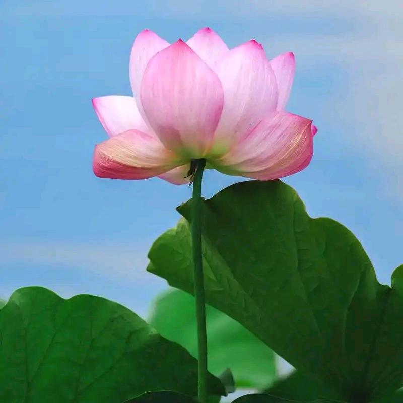 莲心[爱心]向阳