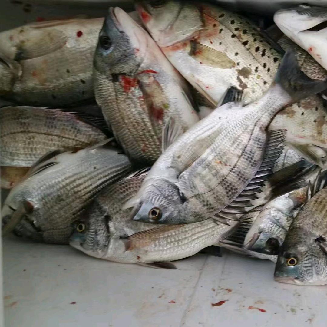 潍坊海钓钓鱼船，