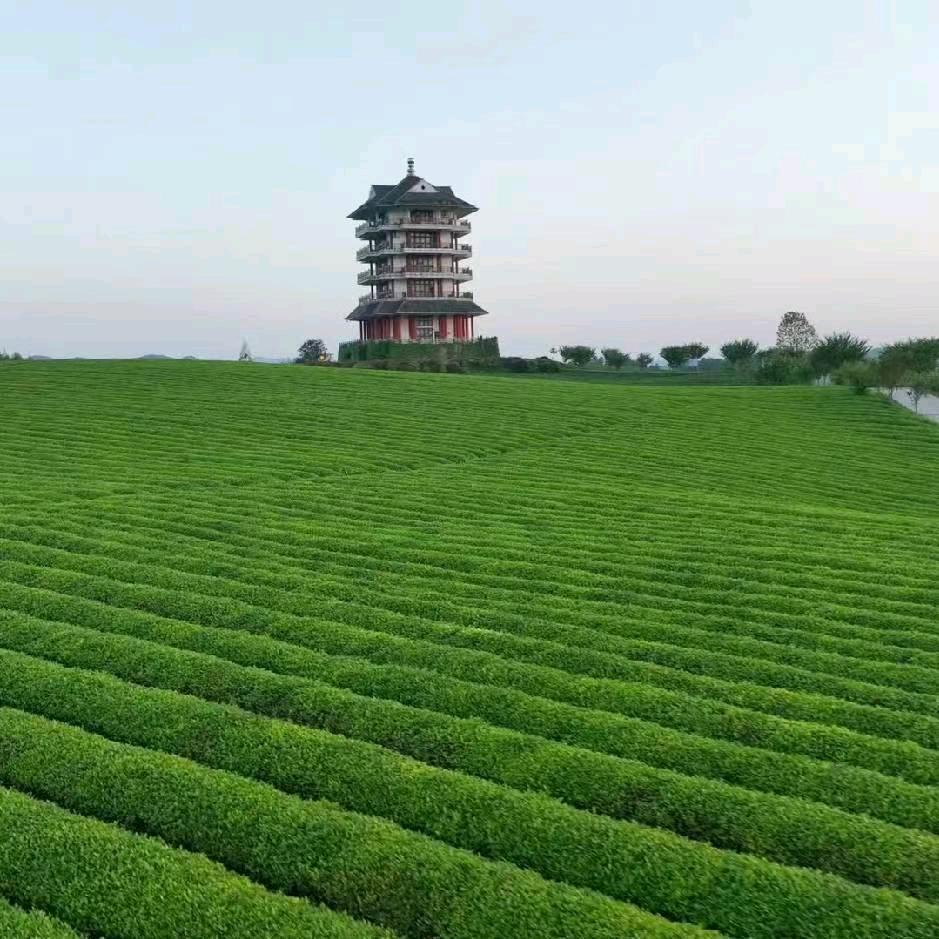 执着开心