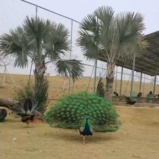 ༄༊࿆勇不芬离ོྂཾ࿆࿐