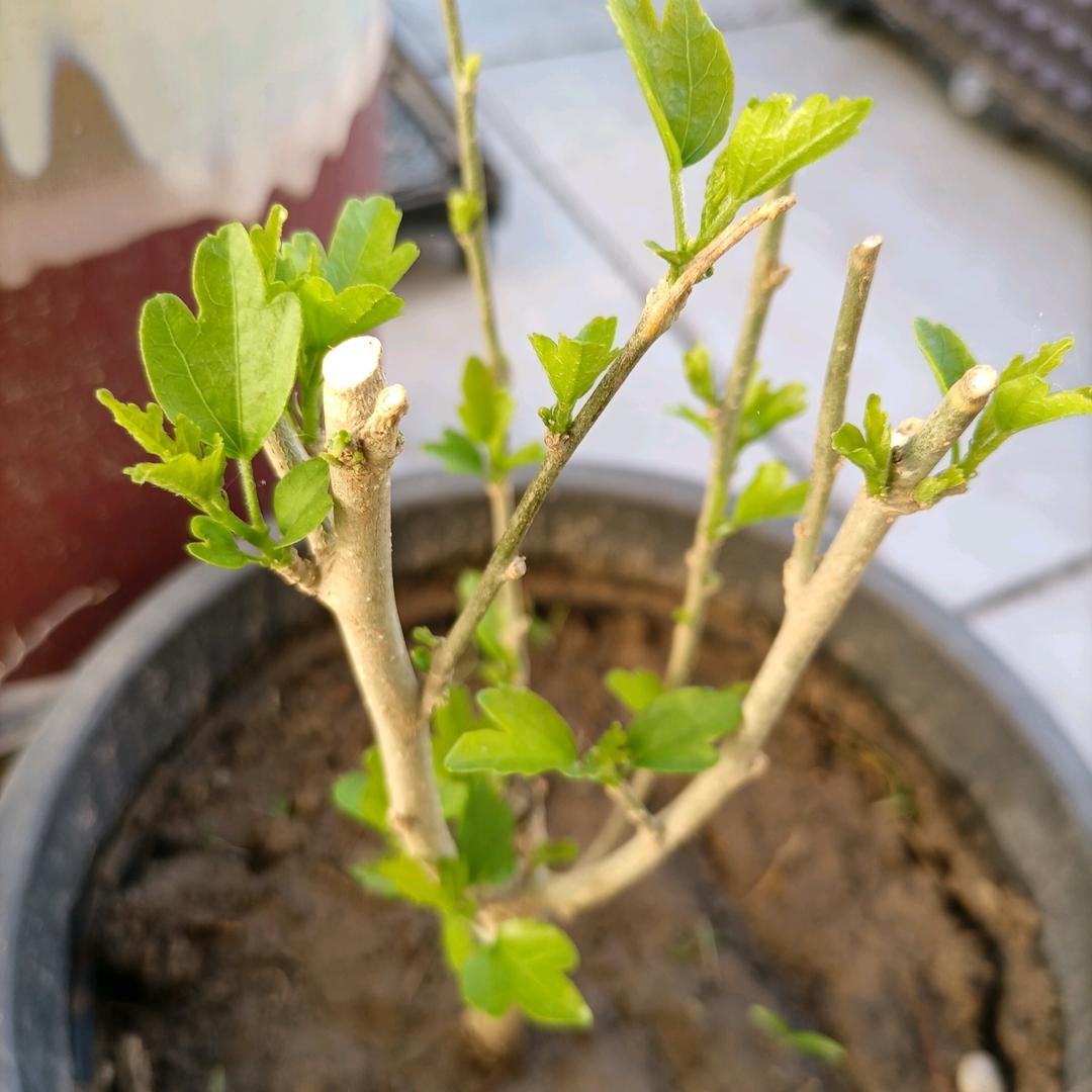 青姐爱种植