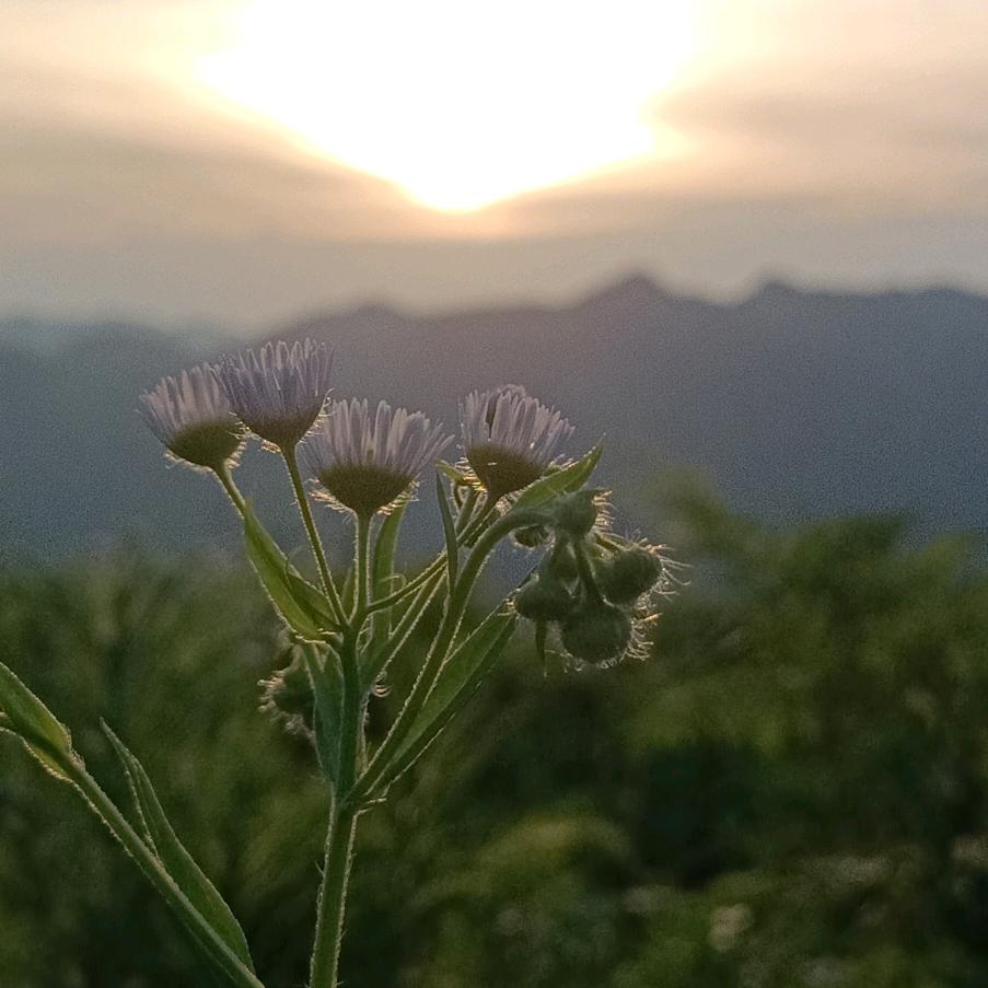 平淡