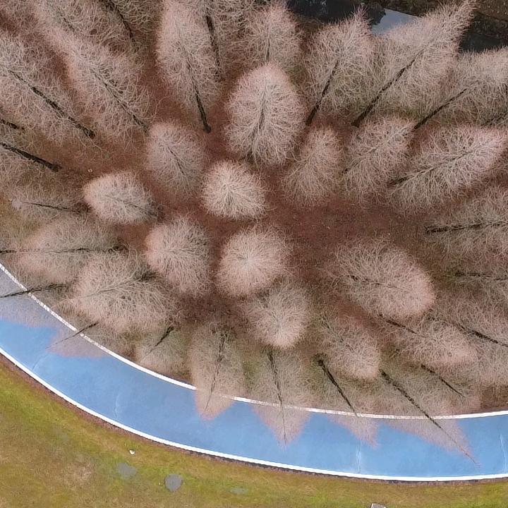 柠檬大大鱼