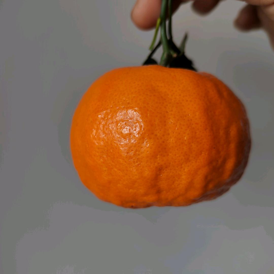 摸鱼种植