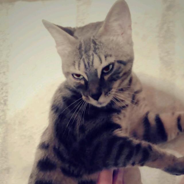 小小曼尼