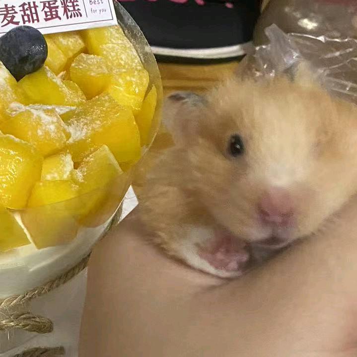 小小小咩