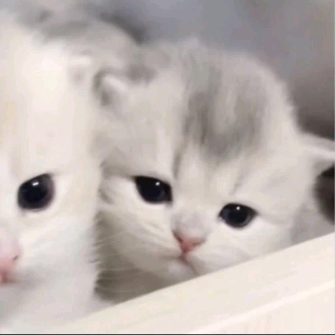 𝓠𝓲 𝔂𝓾𝓮