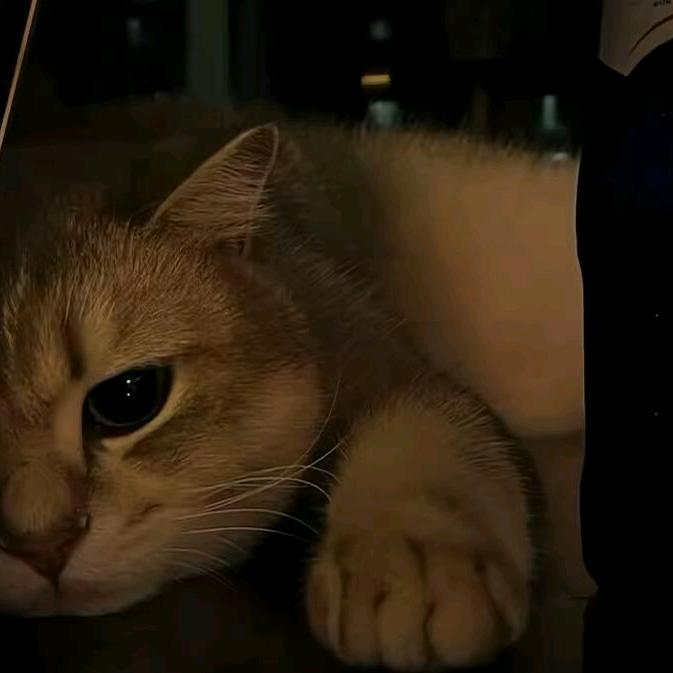 本就是满眼遗憾