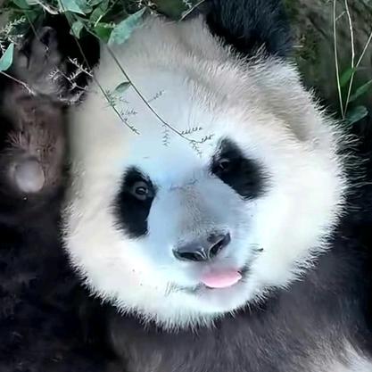 逗号点绛唇