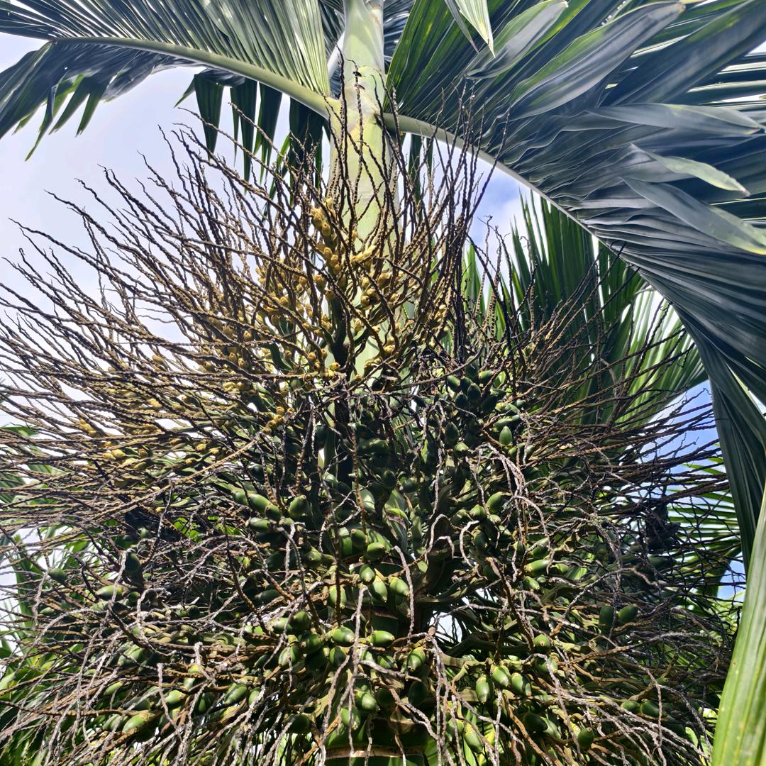 海南有机肥供应商