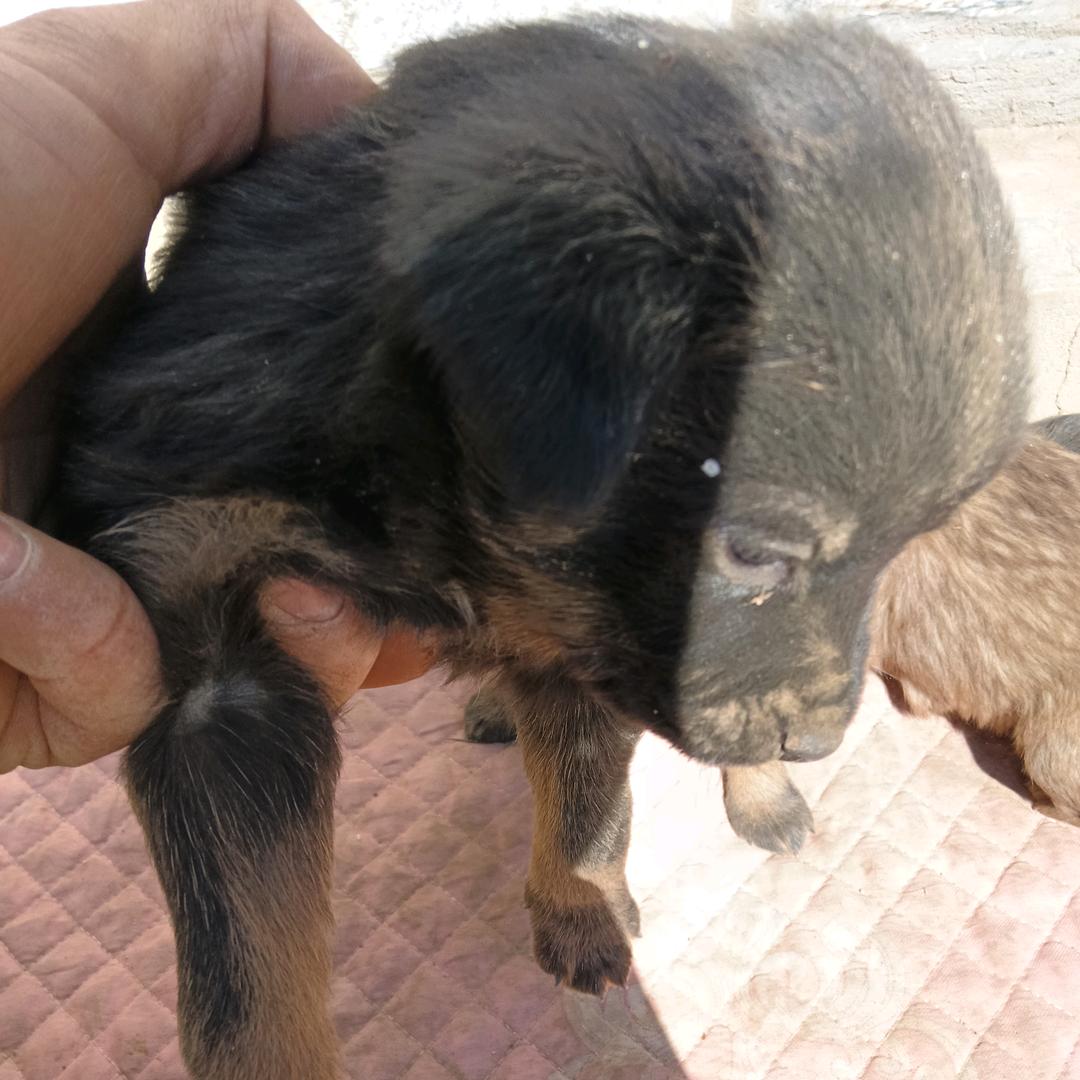 出售阿拉斯加熊版