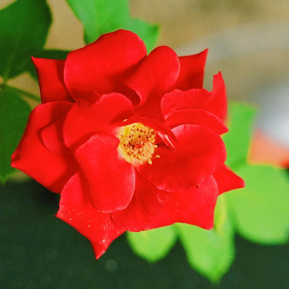 阔森