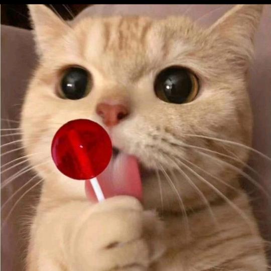 懒猫🐱