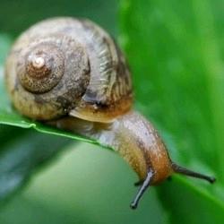 越走越慢的🐌