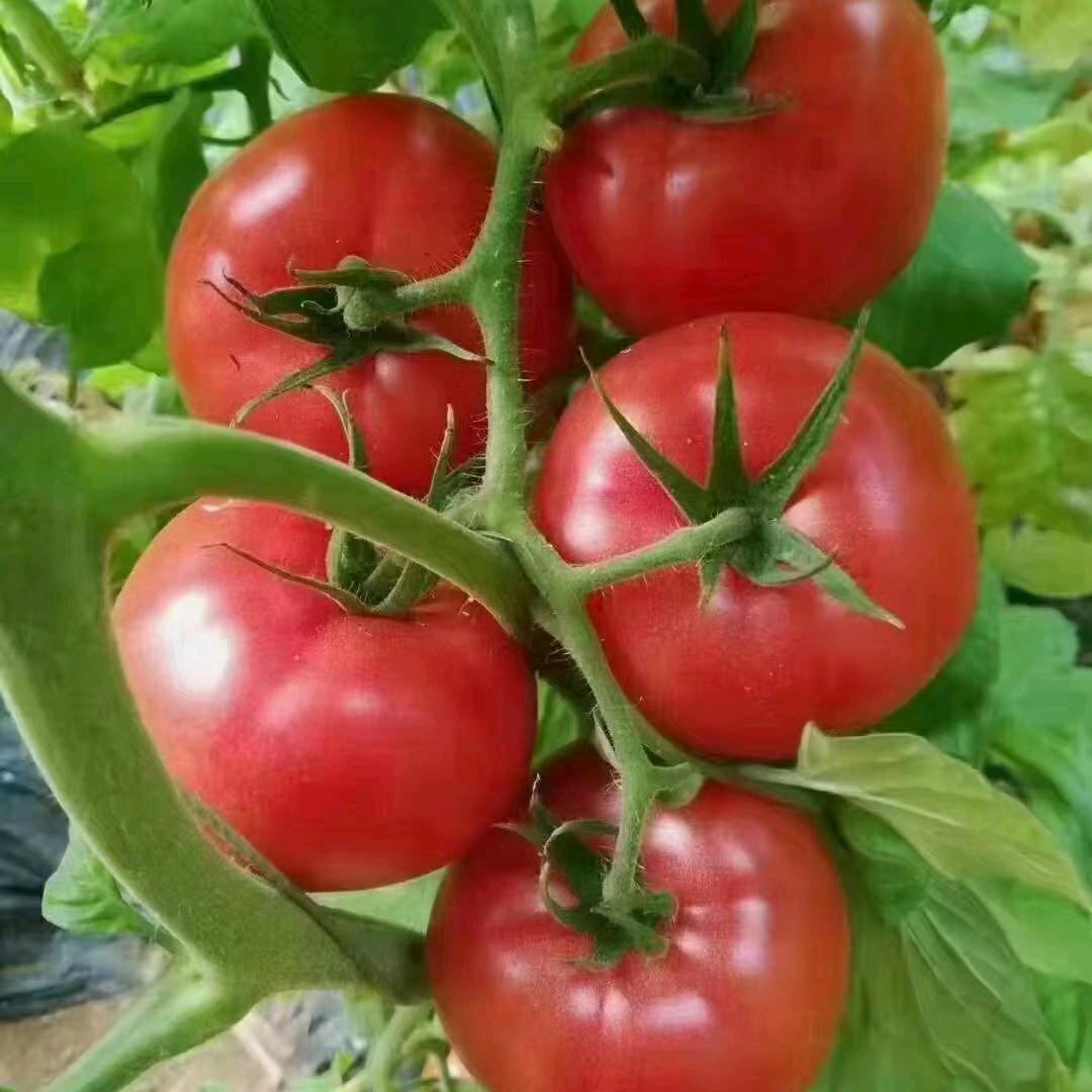 黑娃普罗旺斯西红柿