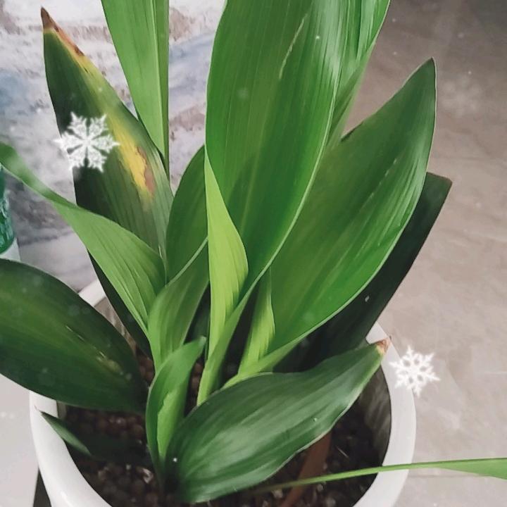 艳子