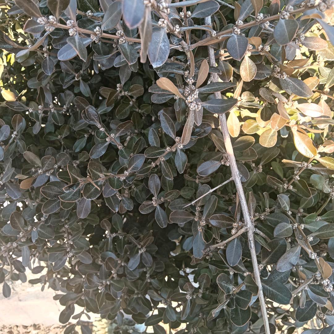 小草