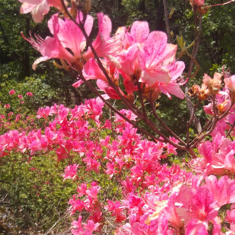光   头   哥   PING