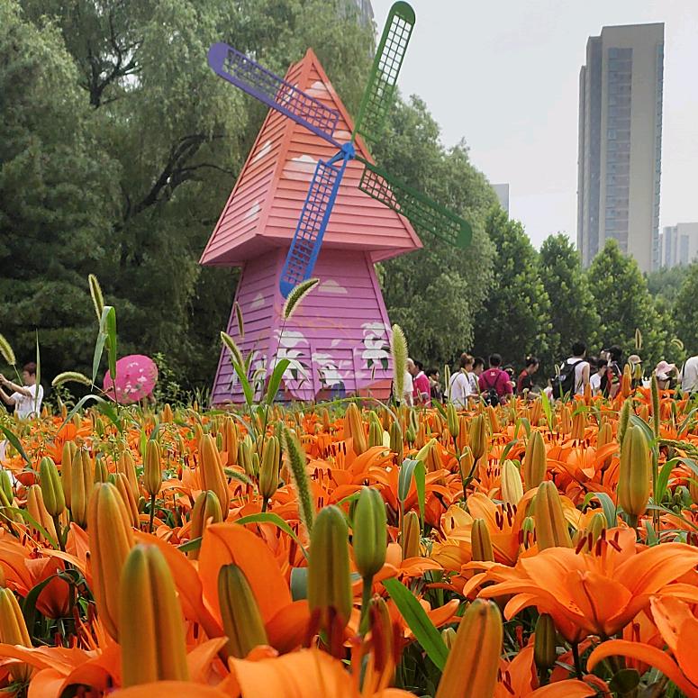 飘洋过海来看你(礼回)