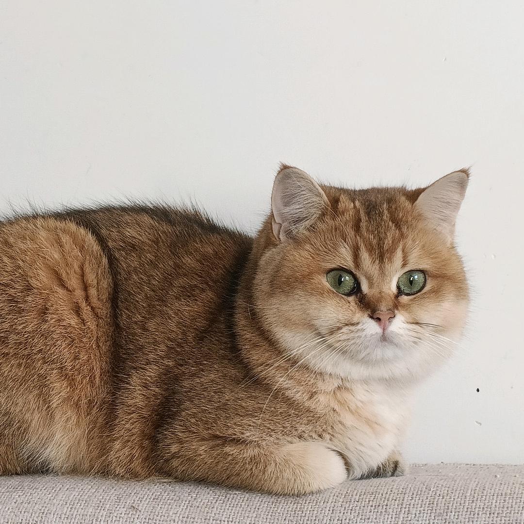 亚军