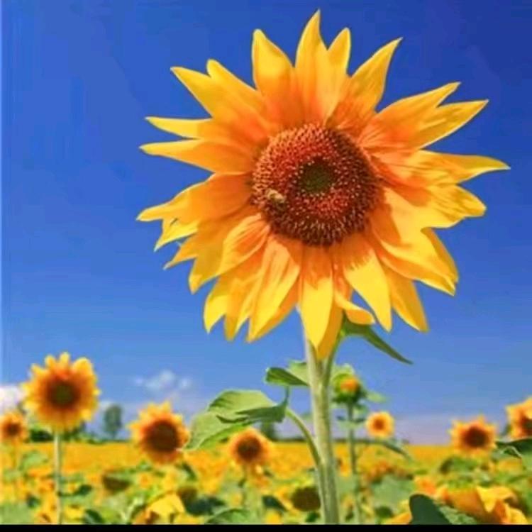 @@继续浪吧