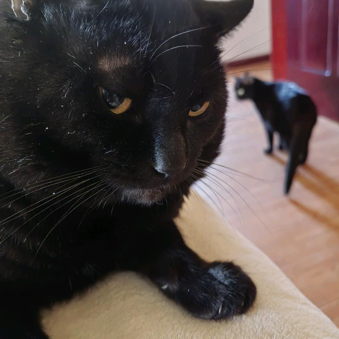 熊大和熊二的幸福生活