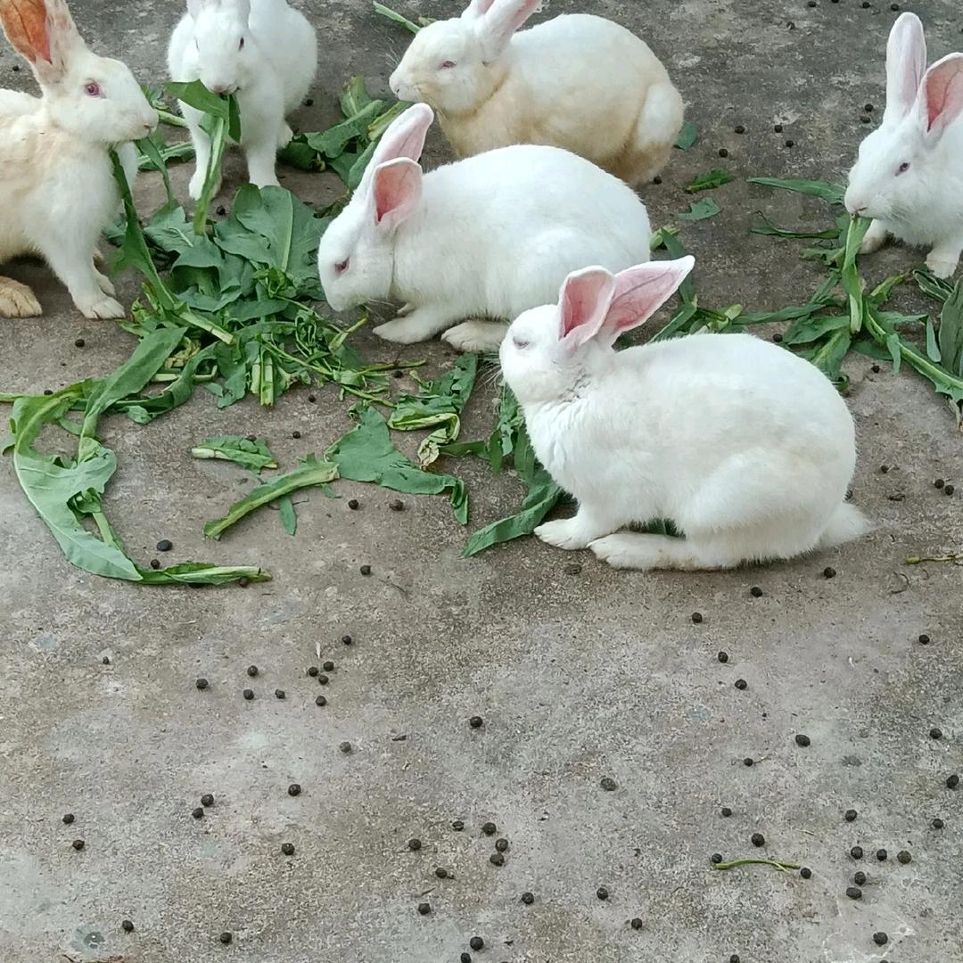 寡汉条子无聊混天