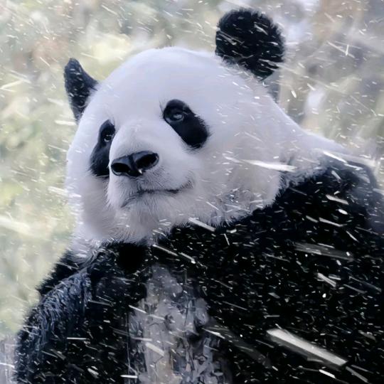 萌兰