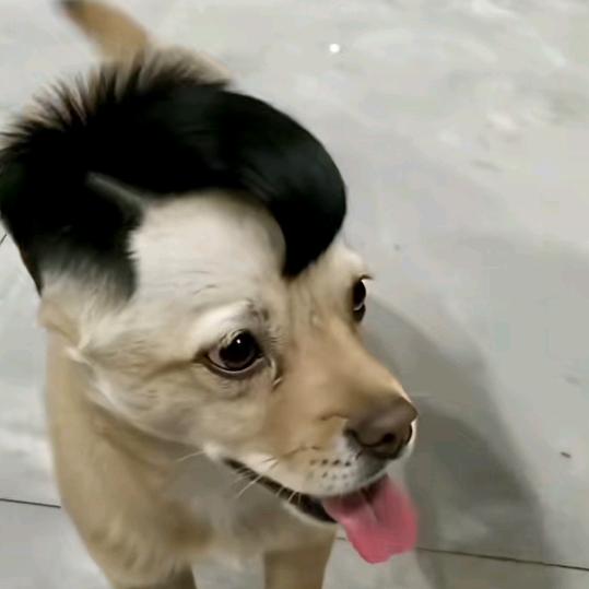 一年硬两次，一次硬半年