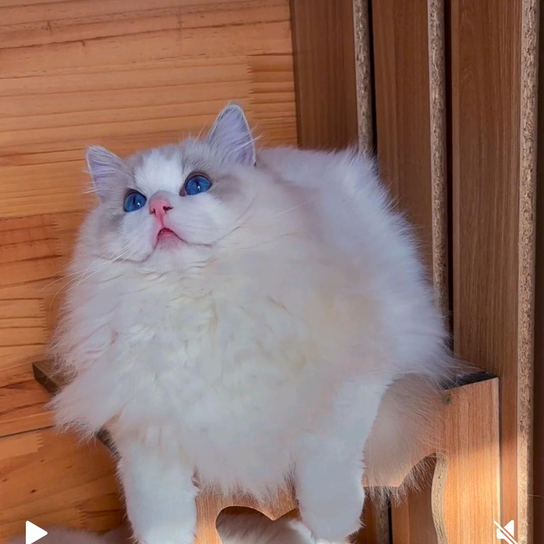 谭谭家的布偶猫