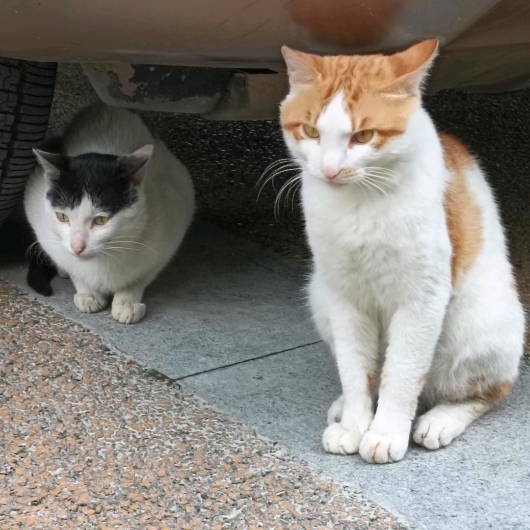 一个好看的名字