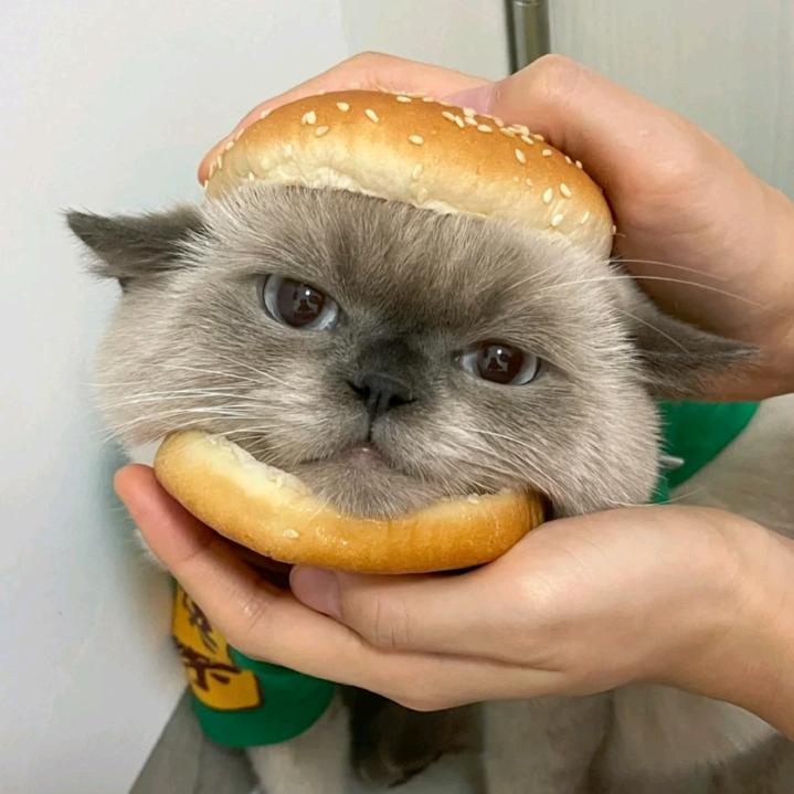 江鱼小丸子