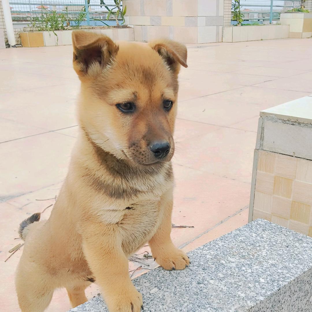 田园犬小汪