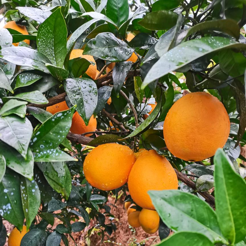 阿兰水果