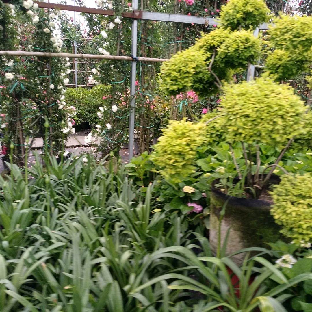 小杨