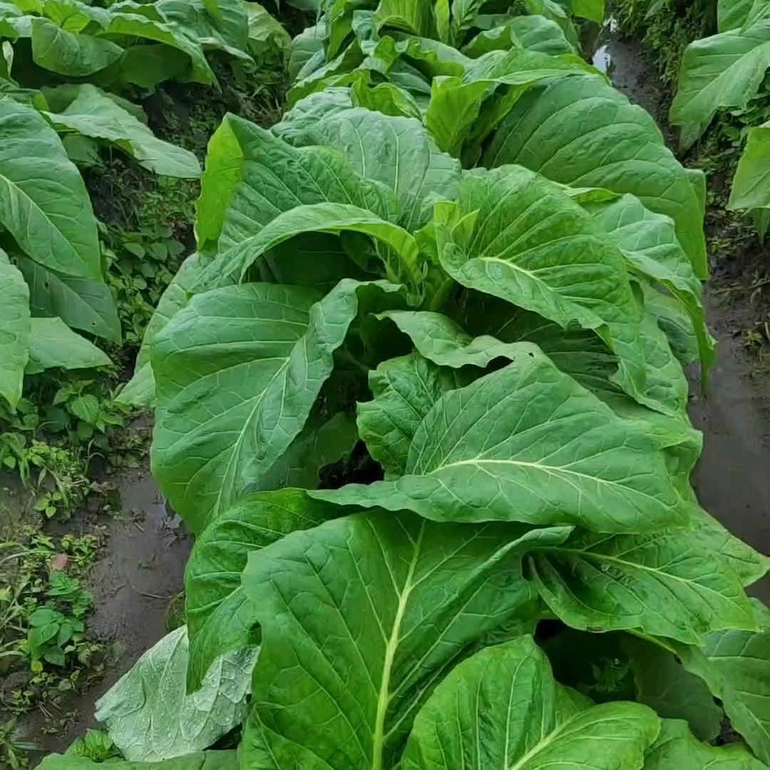 高质量烤烟指导小李