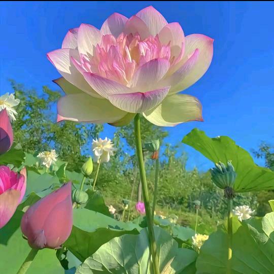 小飞🌹🌹🌹