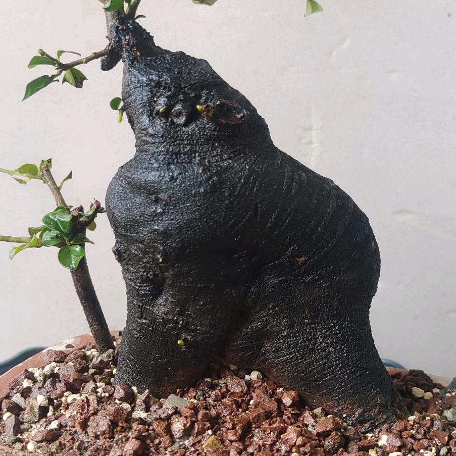 晨希金弹子缘艺